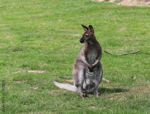 Känguru auf der Wiese