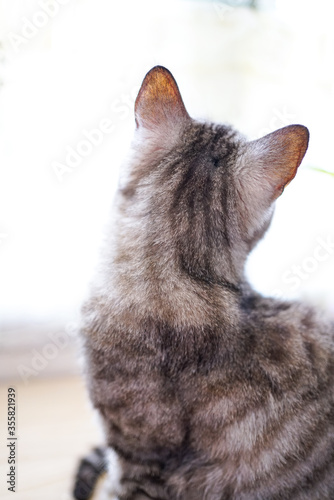 Photography Striped cat back