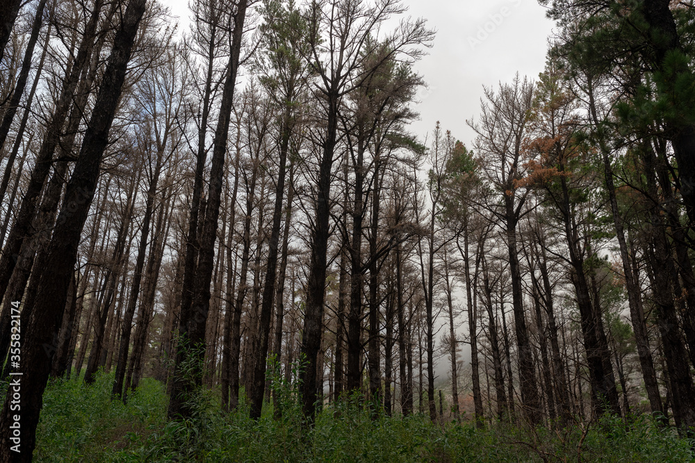 Obraz premium Forest. Cape Town, South Africa.