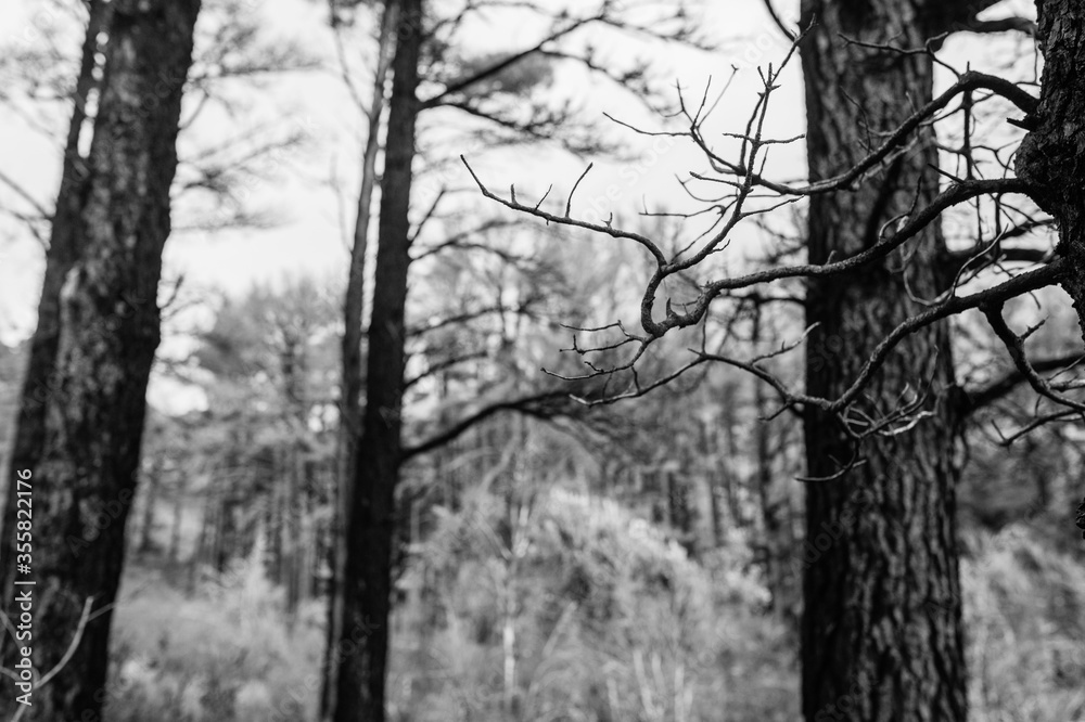 Fototapeta premium Forest. Cape Town, South Africa.