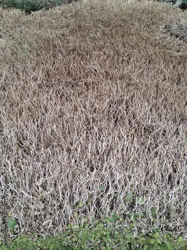 A dried-up clipped Bush with green larvae