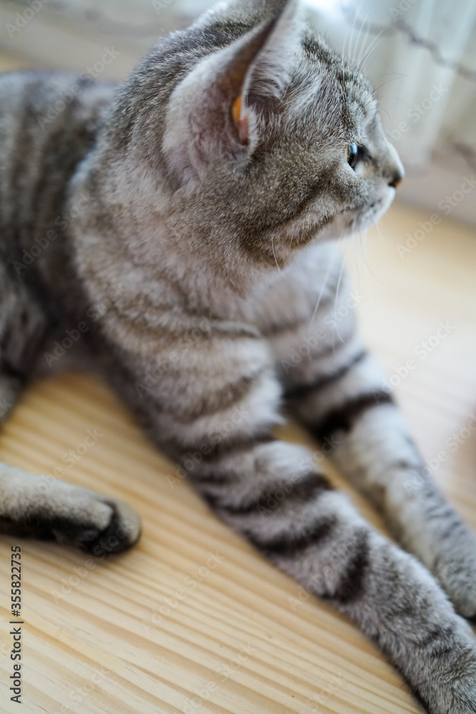Helpless striped cat Helpless striped cat