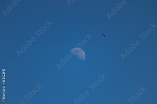Bird flying towards the moon during daylight