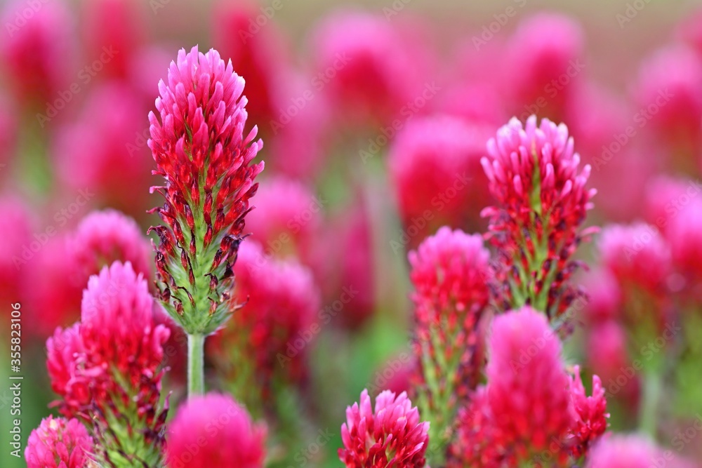 Beautiful blooming red clover in the field. Natural colorful background. Beautiful blooming red clover in the field. Natural colorful background.