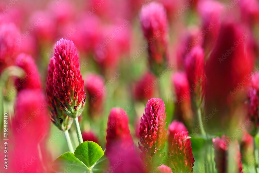 Beautiful blooming red clover in the field. Natural colorful background. Beautiful blooming red clover in the field. Natural colorful background.