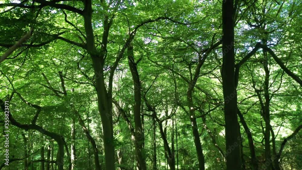 Inside a green bright forest, rising up to tree tops Inside a green bright forest, rising up to tree tops