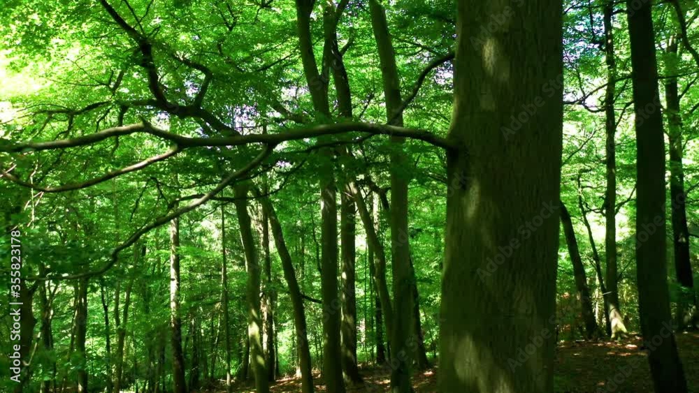Dolly shot inside a bright green forest, moving along branch. Dolly shot inside a bright green forest, moving along branch.