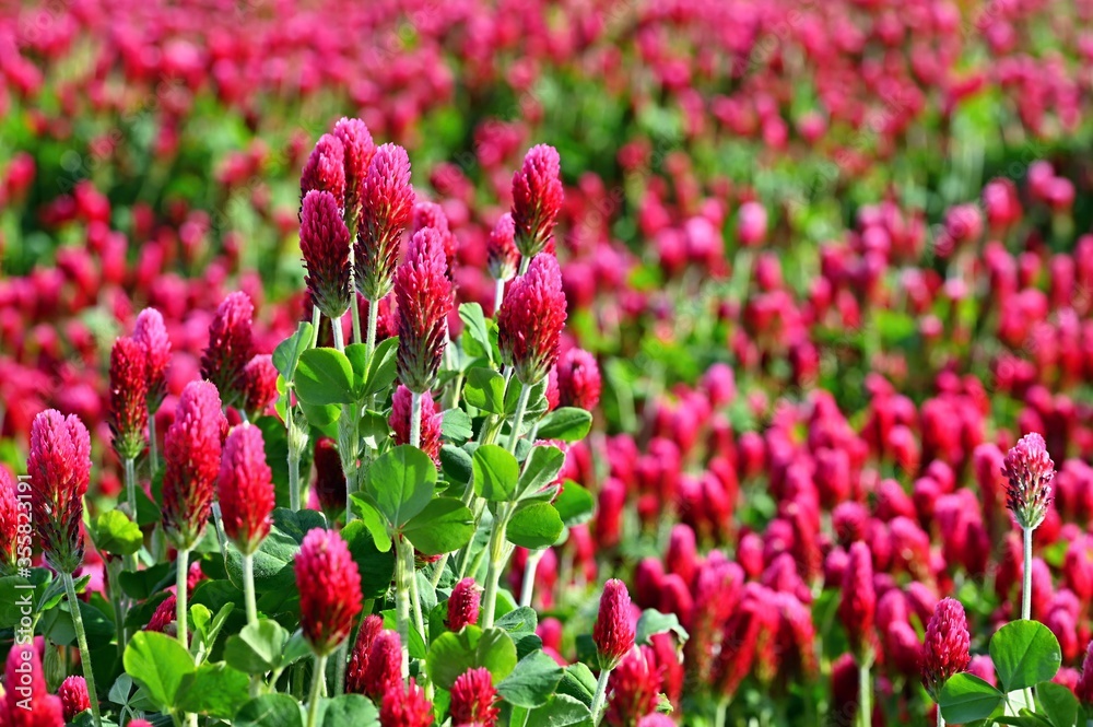 Beautiful blooming red clover in the field. Natural colorful background. Beautiful blooming red clover in the field. Natural colorful background.