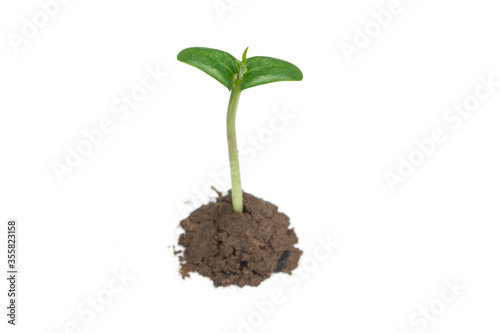 Seedling seedlings isolated on a white background, Tropical seedlings.
