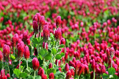 Beautiful blooming red clover in the field. Natural colorful background. © montypeter