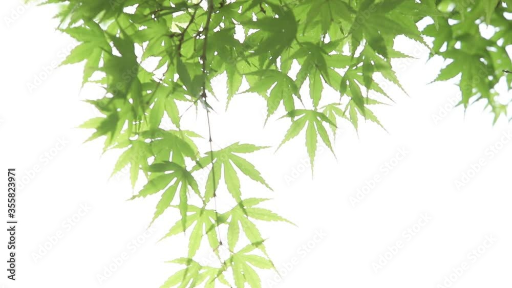 カエデの新緑　白背景