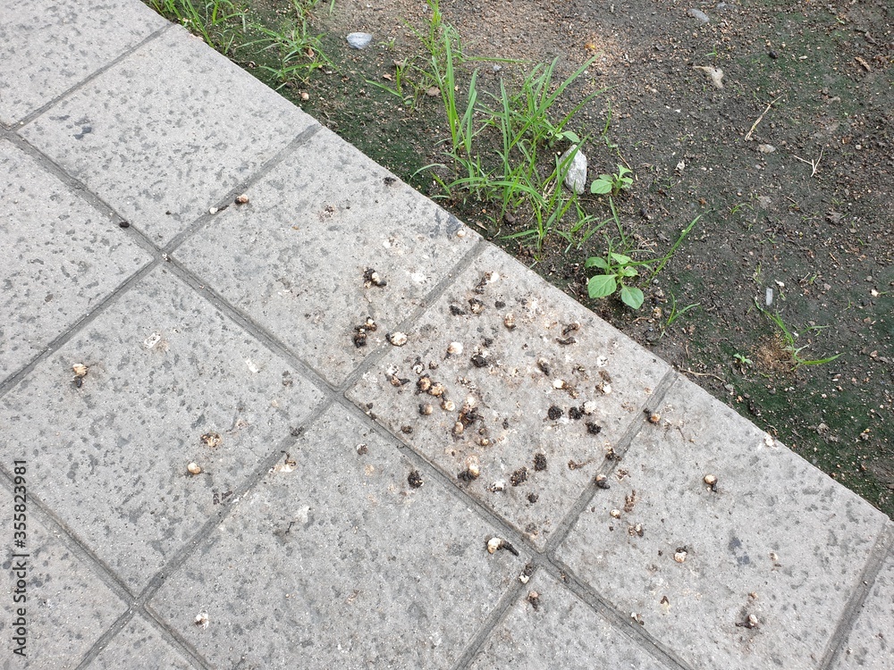 Path from paving slabs