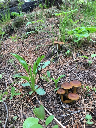 A forest floor full of mushrooms
