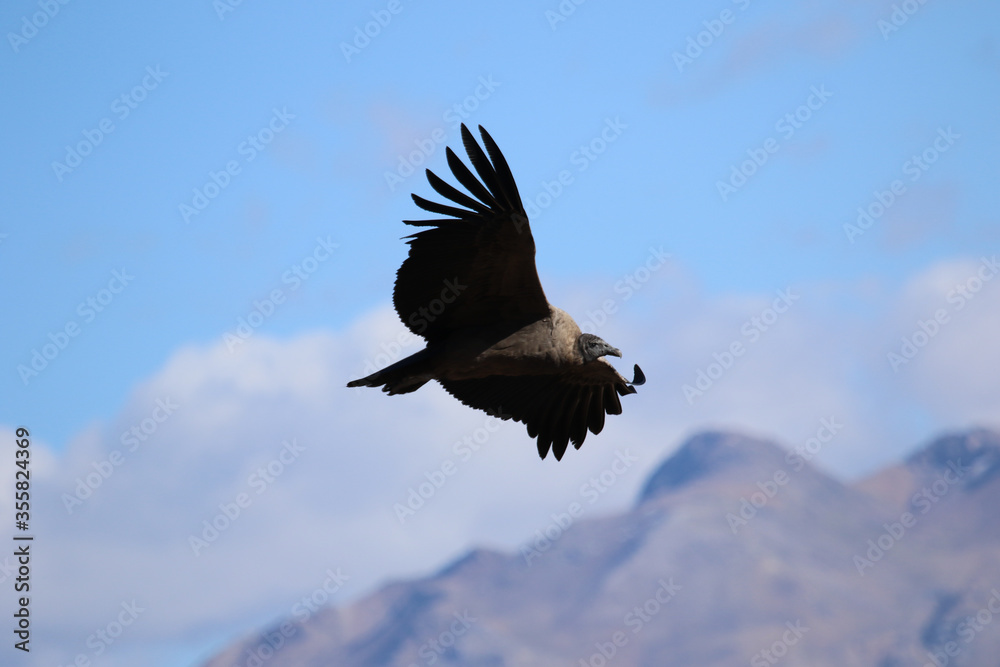 Fototapeta premium The Flight of the Condor View from Canyon De Colca