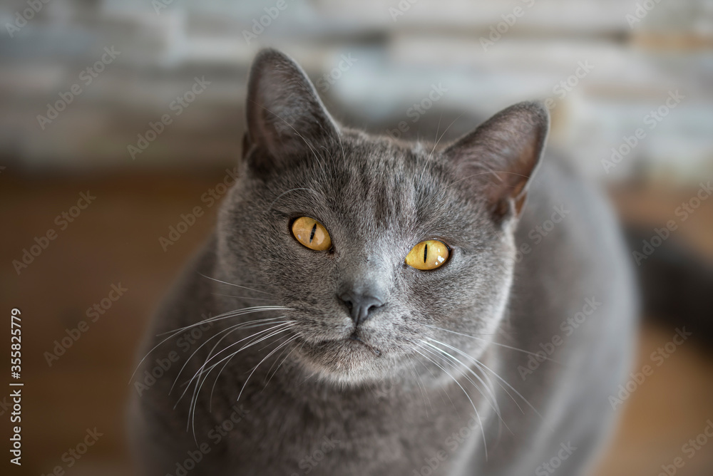 A potrait of Chartreux cat with beautiful golden eyes


