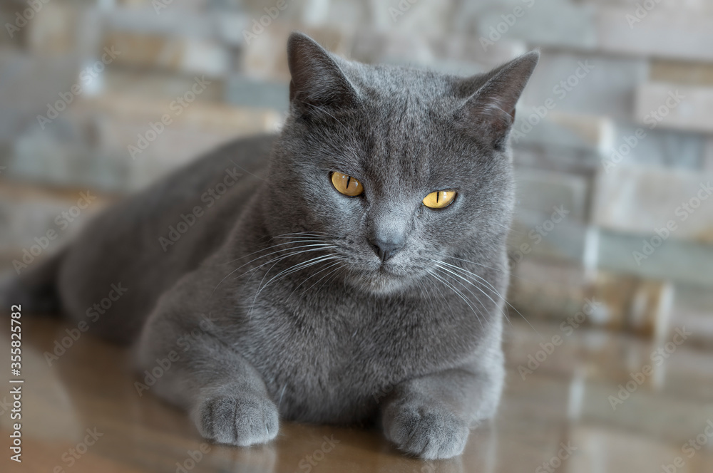 Chartreux cat in resting position Chartreux cat in resting position