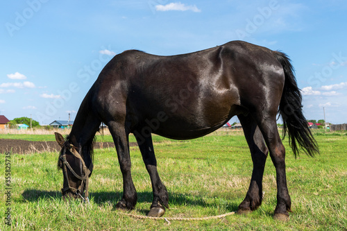 pregnant black horse in a meadow against a blue sky