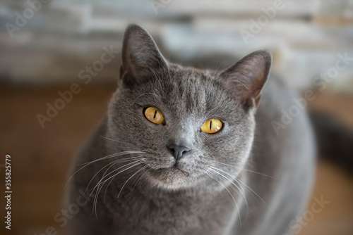 A potrait of Chartreux cat with beautiful golden eyes