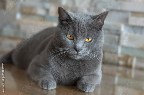 Chartreux cat in resting position