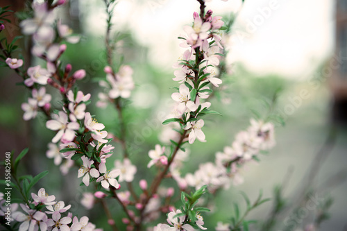 Fresh spring flowers on the branches. Blurred background.