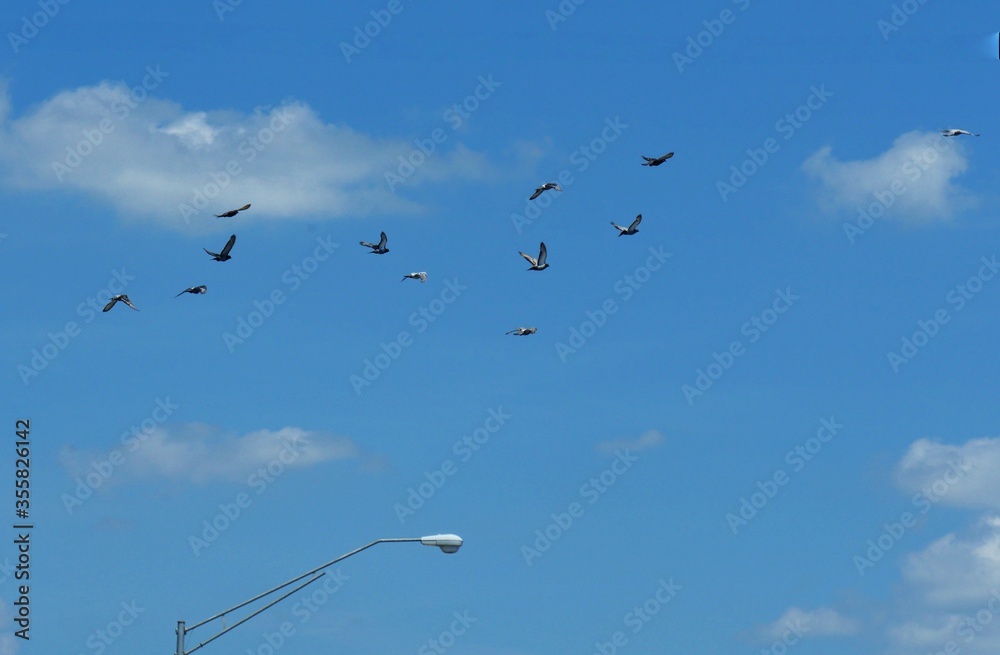 Obraz premium A flock of birds flying in the blue skies, with the top of a power post with light below