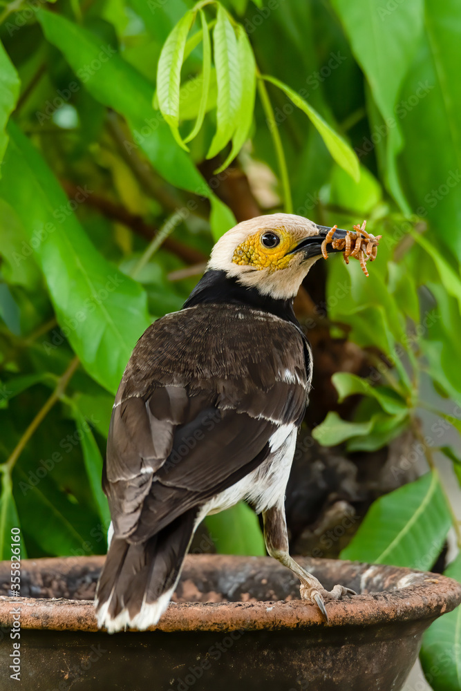 Obraz premium Black-collared Starling with mealworms in its beak looking into a distance