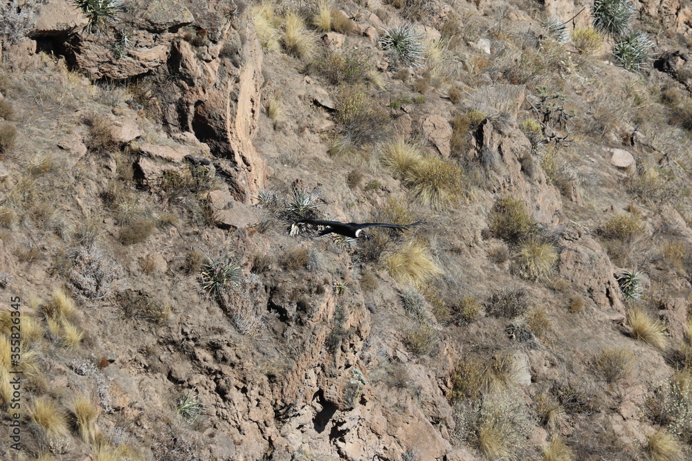 The Flight of the Condor View from Canyon De Colca The Flight of the Condor View from Canyon De Colca