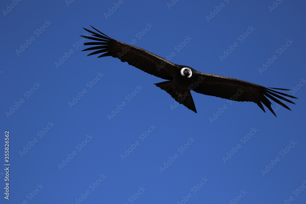 Obraz premium The Flight of the Condor View from Canyon De Colca