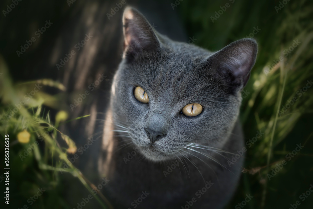 Pretty Chartreux cat on natural background