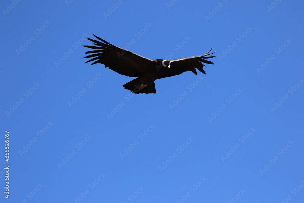 Obraz premium The Flight of the Condor View from Canyon De Colca