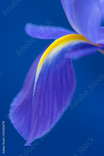 Blue Iris flower detail macro