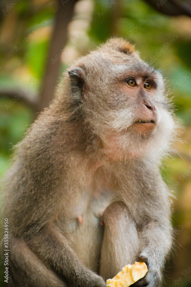 Balinese monkey in Ubud, Bali