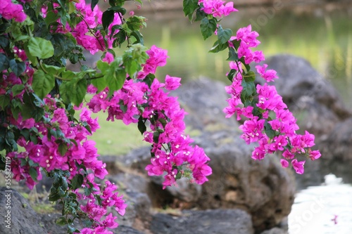 Branches with bright pink bougainvilla flowers hanging above blurred rocks in a garden.Bougainvilla flowers add more color and attraction to any garden.