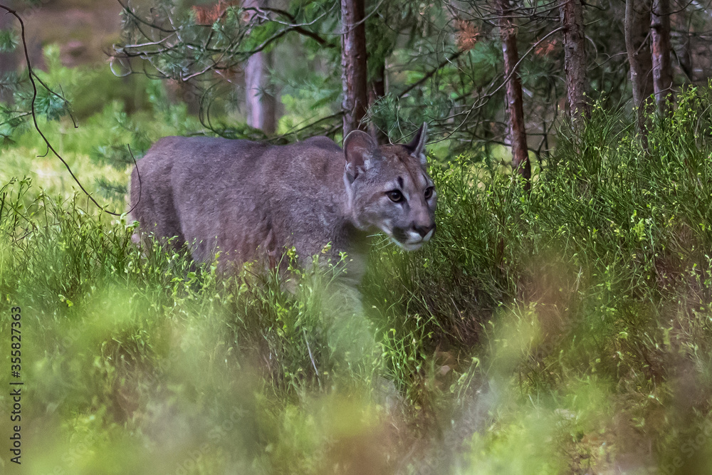 Cougar (Puma concolor), also commonly known as the mountain lion, puma, panther, or catamount. is the greatest of any large wild terrestrial mammal in the western hemisphere. Cougar (Puma concolor), also commonly known as the mountain lion, puma, panther, or catamount. is the greatest of any large wild terrestrial mammal in the western hemisphere.