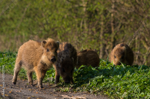 wild boar in the woods