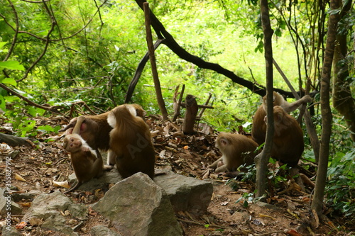 monkeys in the wild