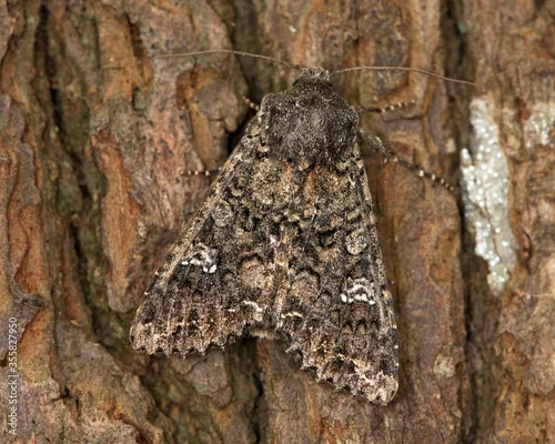 Obraz Cabbage Moth on a tree trunk
