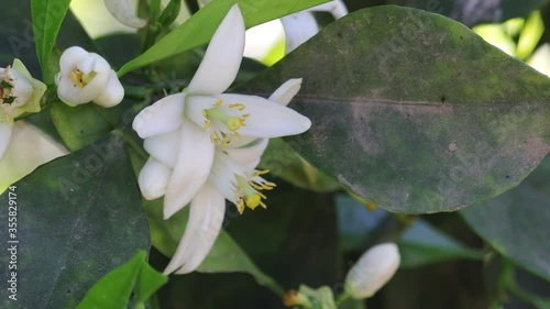 lemon nectar with white flower