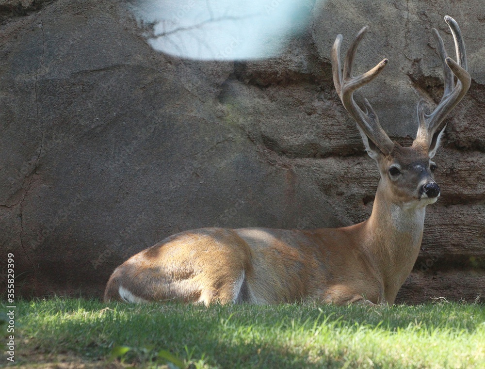 Deer with antlers sitting in the grass, side view but with head facing front Deer with antlers sitting in the grass, side view but with head facing front