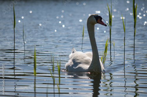 swan on the lake