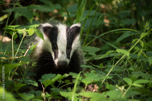 raccoon in the grass © Blazej