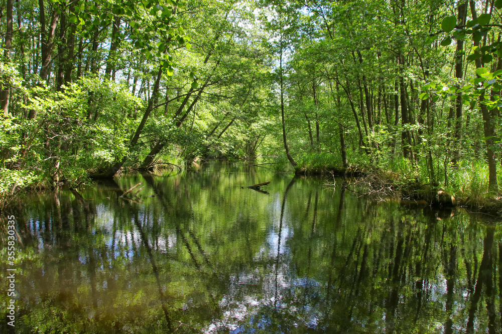 The nature reserve briese swamp (Briesetal) in federal state Brandenburg