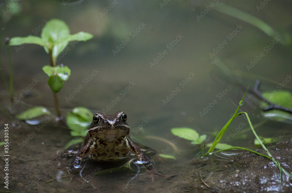 Obraz premium frog in the water