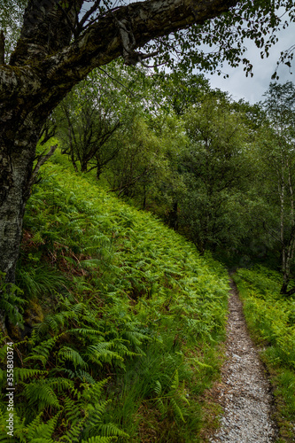 a hiking trail in the woods of kinlochleven near glencoe and the ballachulish area in the argyll region of the highlands of scotland during summer near the west highland way hiking trail