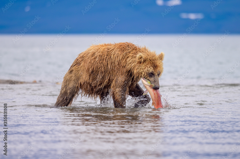 Fototapeta premium Ruling the landscape, brown bears of Kamchatka (Ursus arctos beringianus)