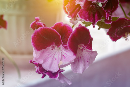 White and purple blooming geraniums.Geranium Grandiflorum, Regal Geranium 