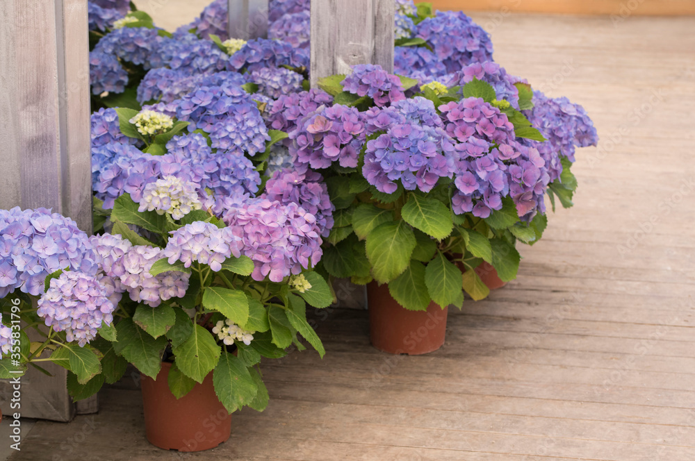 Decorative blue and pink Hortensia (Hydrangea macrophylla) flowers in pots on wooden floor
