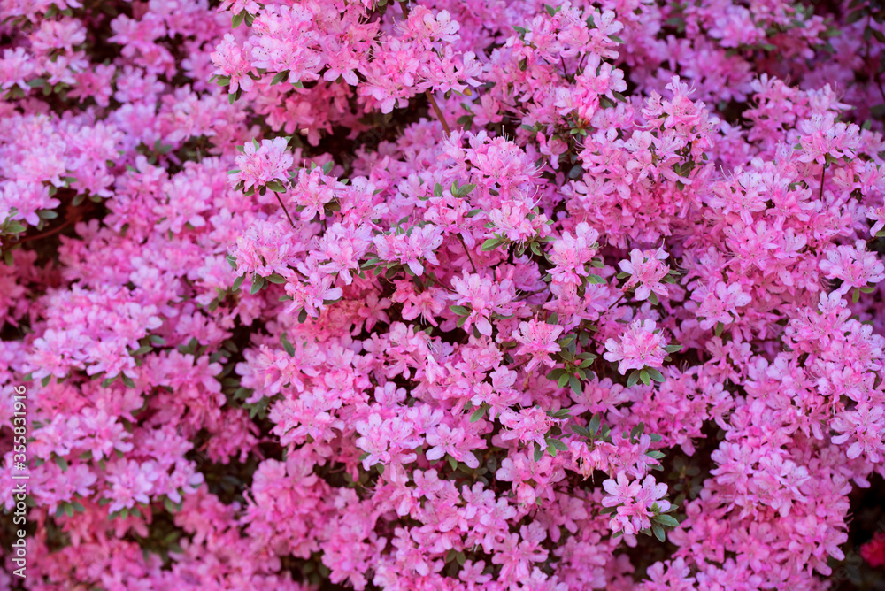 Obraz premium Closeup of blooming pink Azalea shrub