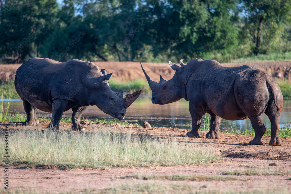 Fototapeta premium The white rhino (Ceratotherium simum) this rhino species is the second largest land mammal. It is 3.7-4 m in length