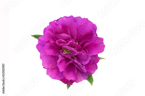 Vivid pink rose blossom isolate on white background
